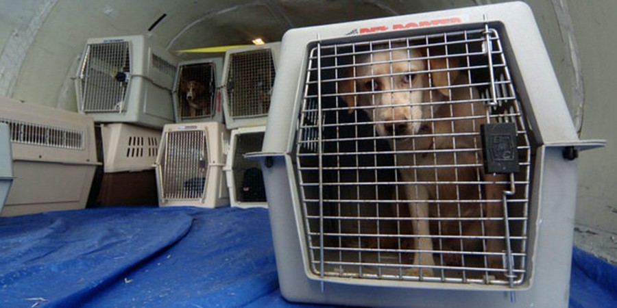 HATTIESBURG, MS - SEPTEMBER 22: Rescued pets await flight transport from Hattiesburg, MS, to St. Louis, MO, on Thursday, Sept. 22, 2005. The pets will be taken in by foster owners until they can be reunited with their owners or placed for permanent adoption. Together the United States Humane Society and the Humane Society of Missouri have rescued thousands of pets since Katrina left the Mississippi Gulf Coast and New Orleans devastated (Photo by Marianne Todd/Getty Images)