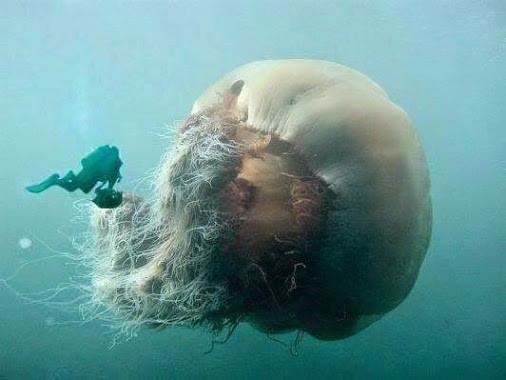 grosse-meduse