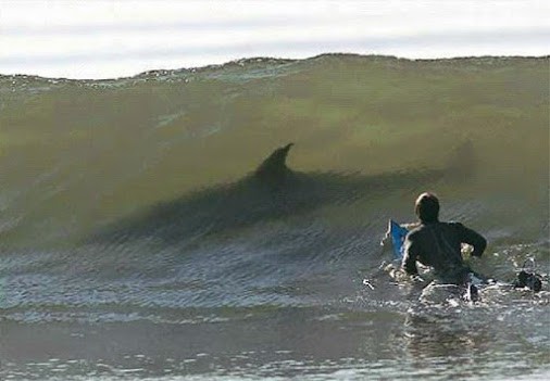requin-surfeur