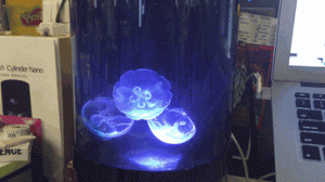 aquarium-meduses-jellyfish-art-03