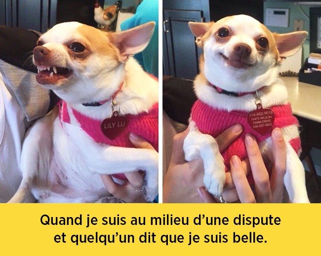 chiens-expressions-01