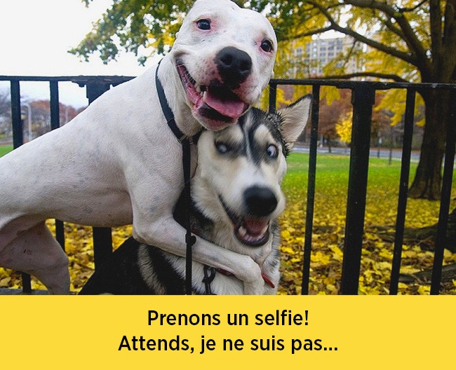 chiens-expressions-05