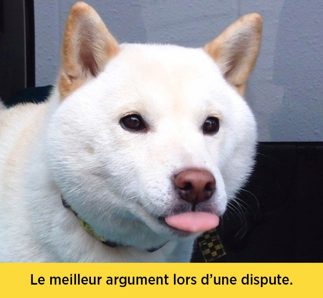chiens-expressions-07