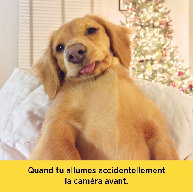 chiens-expressions-09