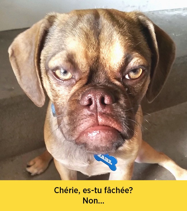 chiens-expressions-12