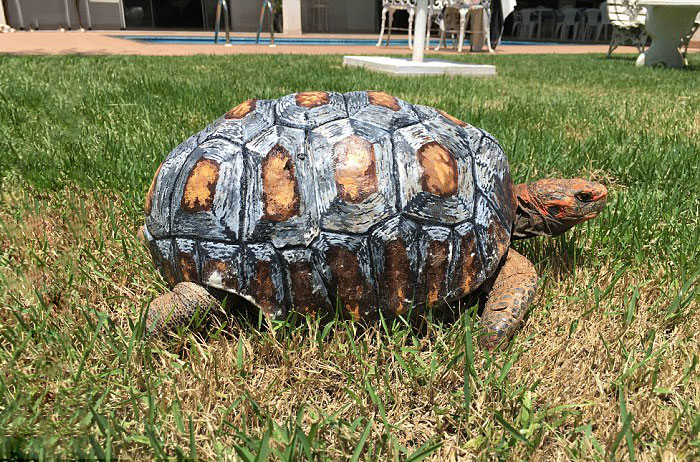 tortue-carapace-3d-freddy-06