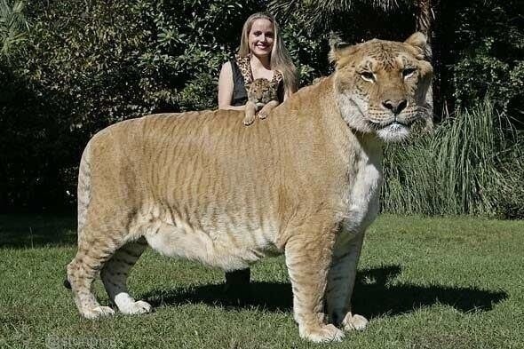 tigre-Hercule-3m-500kg