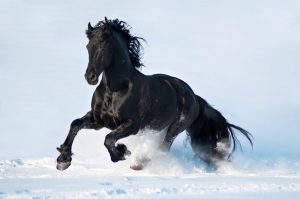 chevaux beaux (1)