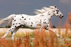 chevaux beaux (11)