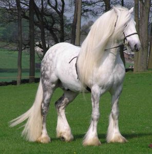 chevaux beaux (2)