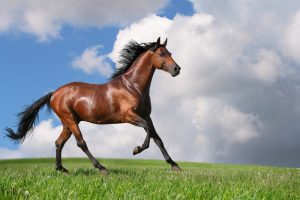 chevaux beaux (3)