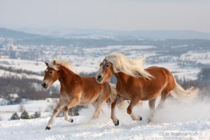 chevaux beaux (4)