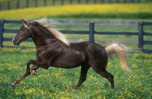chevaux beaux (5)