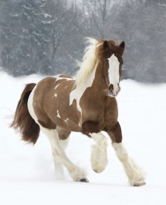 chevaux beaux (6)