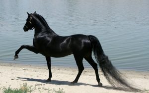 chevaux beaux (7)