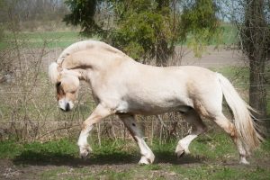 chevaux beaux (8)