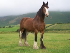 chevaux beaux (9)