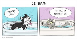 chien&chat (12)