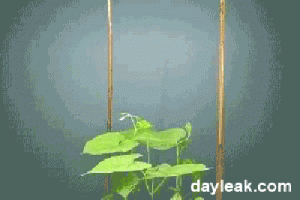 gifs science (8)