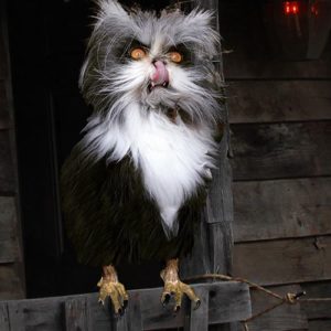 scare2-cat-hawk-cat-1