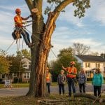 Abattage arbre : méthodes légales et écologiques